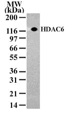HDAC6 Antibody (aa1-16)