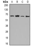 LMNB2 / Lamin B2 Antibody