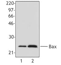 Monoclonal Mouse anti-Human BAX Antibody (clone 2D2, IHC, WB)