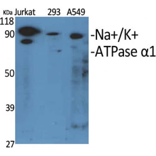 ATP1A1 Antibody (1-80 aa)
