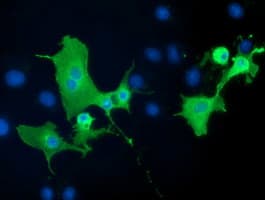 PTPRE / PTP Epsilon Antibody (clone OTI3E1)