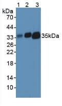 HLA-DRA Antibody (APC)