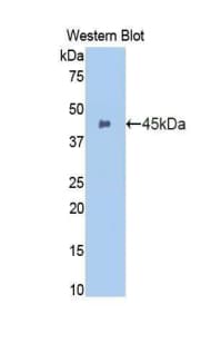 ITGAM / CD11b Antibody (aa301-451)