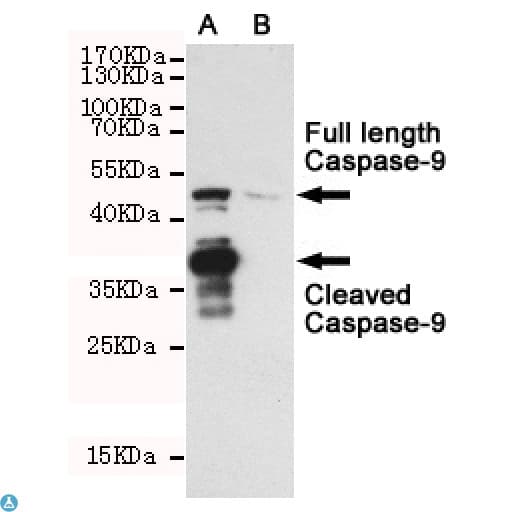 CASP9 / Caspase 9 Antibody