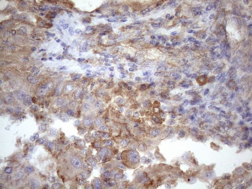 PDIA6 / ERP5 Antibody (clone OTI8H4)