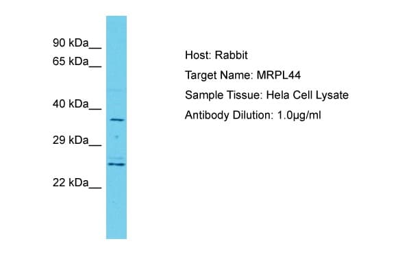MRPL44 Antibody (C-Terminus)