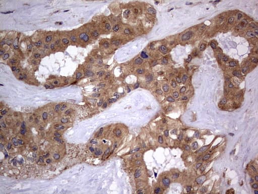 Monoclonal Mouse anti-Human ARAF / ARAF1 / A-RAF Antibody (clone OTI2G9, aa145-365, IHC, WB)