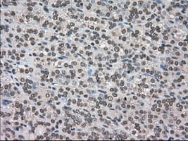 DHFR Antibody (clone OTI3A11, Carrier-free)