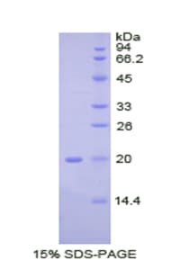 Pig BMP2 Protein (Recombinant His)