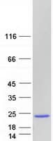 Human EDF1 / MBF1 Protein (Recombinant Myc-DDK (Flag))