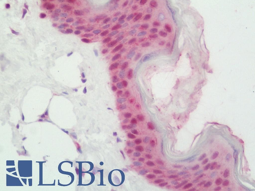 IHC-plus™ Polyclonal Rabbit anti-Human HIF1A / HIF1 Alpha Antibody (aa328-377, IHC, WB)
