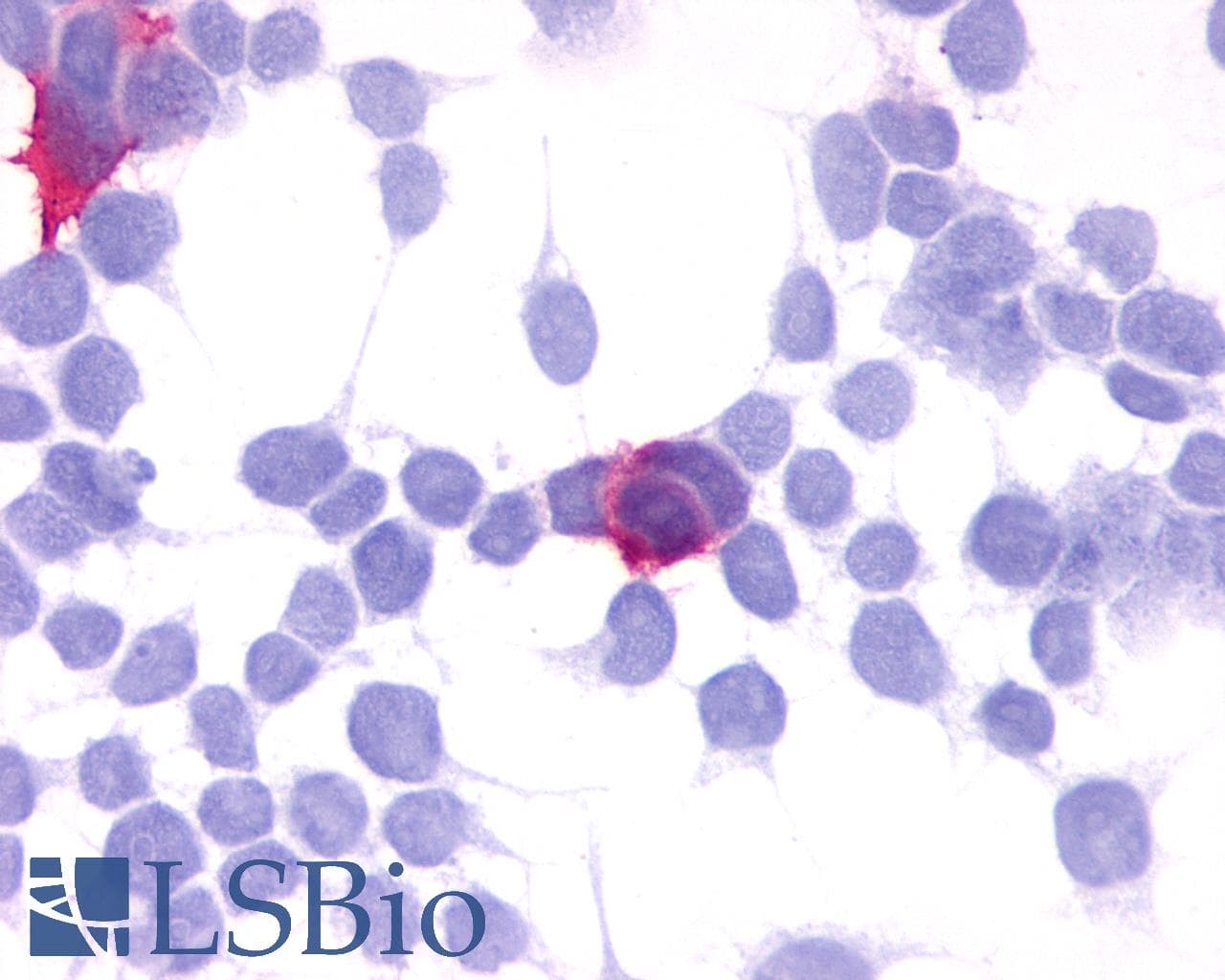 PathPlus™ GPR35 Antibody (C-Terminus)