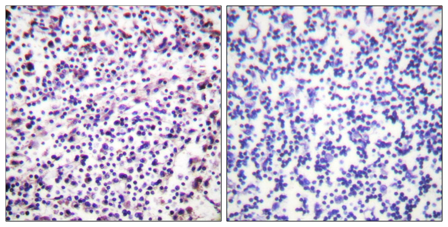 CASP3 / Caspase 3 Antibody (p150)