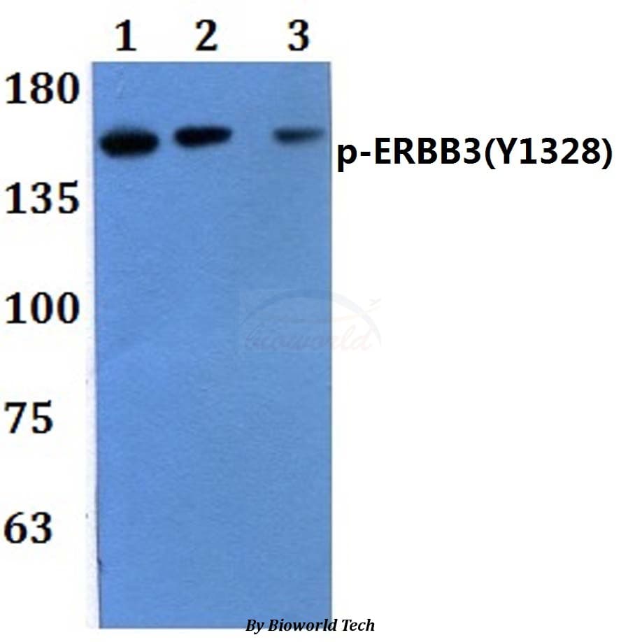 ERBB3 / HER3 Antibody (phospho-Tyr1328)