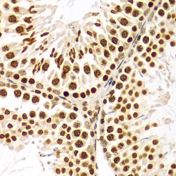 Polyclonal Rabbit anti-Human Histone H3 Antibody (IHC, IF, WB)