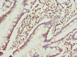 RRAGC / RAGC Antibody