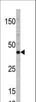 TCF7 Antibody (aa3-36)