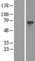 PDE9A Protein (Over-Expression Lysate Myc-DDK (Flag))