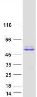 Human GPN1 / XAB1 Protein (Recombinant Myc-DDK (Flag))