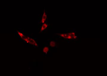 Polyclonal Rabbit anti-Human SH3GL2 Antibody (IF, WB)