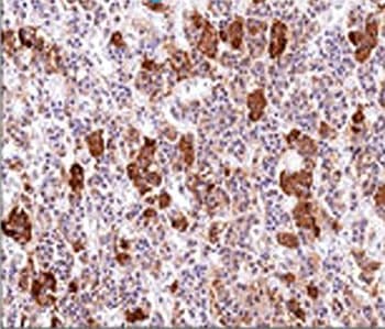 Monoclonal Mouse anti-Human ACTH Antibody (clone AH26, Azide-free,BSA-free, aa1-24, IHC, IF, WB)