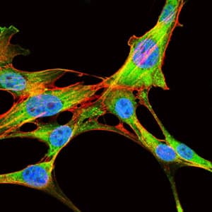 EIF4B Antibody (clone 1F5)