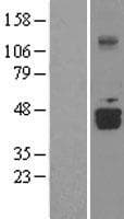 Human DDO / D-Aspartate Oxidase Protein (Over-Expression Lysate Myc-DDK (Flag))