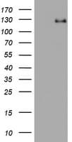 RASA1 Antibody (clone OTI1A4)