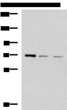 FOXK1 / MNF Antibody