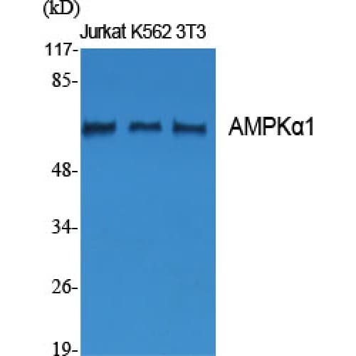 Polyclonal Rabbit anti-Human PRKAA1 / AMPK Alpha 1 Antibody (420-500 aa, IHC, IF, WB)