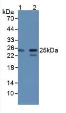 CBFB Antibody (aa1-182, Cy3)