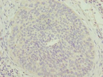 MTFP1 Antibody