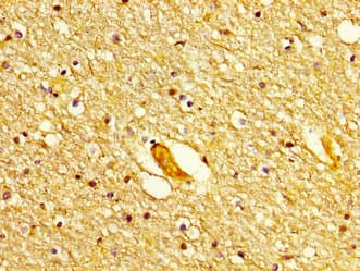 POLD1 Antibody