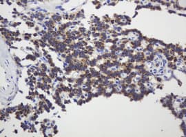 GAPDHS / GAPDS Antibody (clone OTI1F6, Carrier-free)
