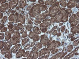 CRYAA / Alpha A Crystallin Antibody (clone OTI3B12, Carrier-free)