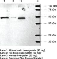 S1PR1 / EDG1 / S1P1 Antibody (aa241-253)