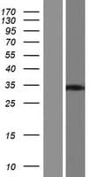 MAGIX Protein (Over-Expression Lysate Myc-DDK (Flag))