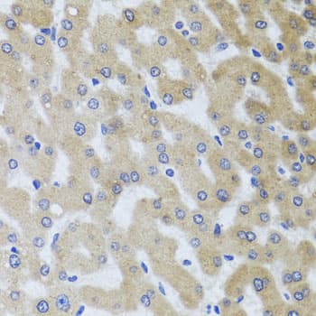 UVRAG Antibody