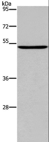PTGER4 / EP4 Antibody