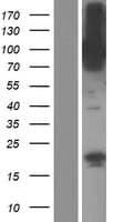 CNKSR1 Protein (Over-Expression Lysate Myc-DDK (Flag))