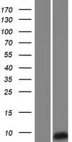 Human SPINK14 Protein (Over-Expression Lysate Myc-DDK (Flag))