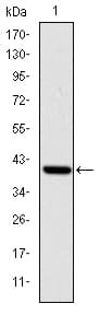 ITK / EMT Antibody (aa2-120, clone 5G6)