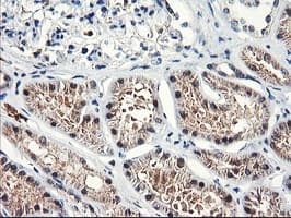 NLN / Neurolysin Antibody (clone OTI3A12)