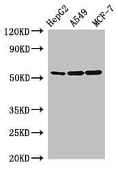 Polyclonal Rabbit anti-Human SLC24A5 / NCKX5 Antibody (WB)