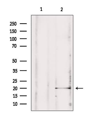 MPV17 Antibody