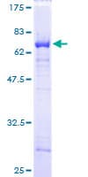 Human HNRNP-E2 / PCBP2 Protein (Recombinant GST)
