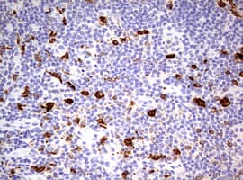 CD68 Antibody (aa22-319, clone OTI4G1)
