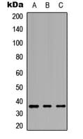 GPBAR1 / TGR5 Antibody (N-Terminus)