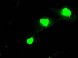 SSX2 Antibody (clone OTI4D10, Carrier-free)