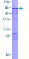 Human SAS6 / SASS6 Protein (Recombinant GST)